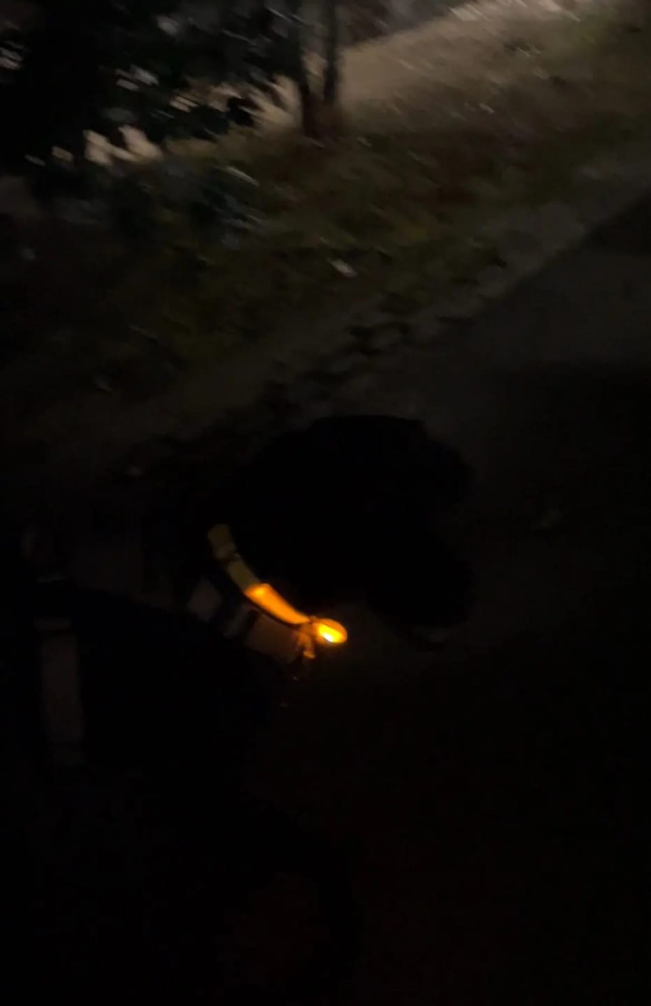 Customer photo review of NightBeam™ LED Safety Collar