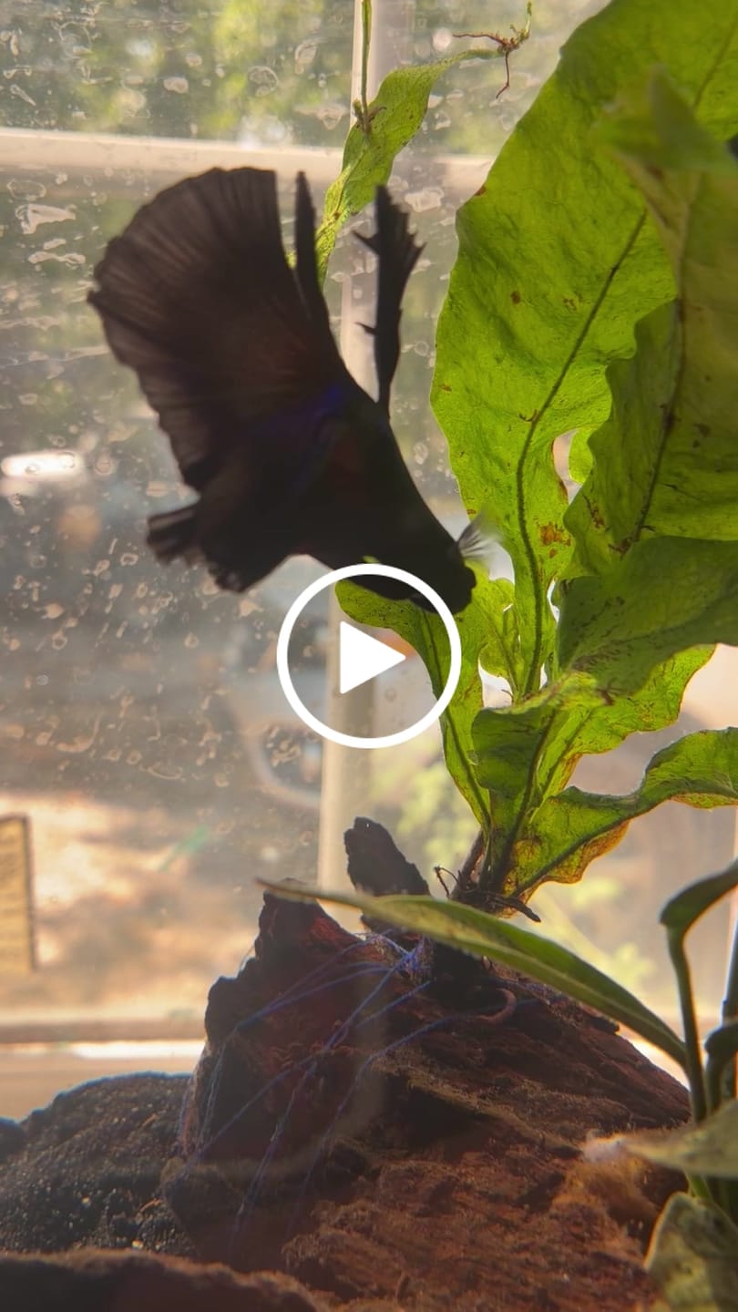 Customer video review of Red Copper Halfmoon Male Betta Fish