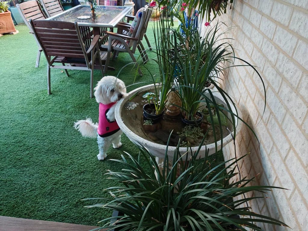 Customer photo review of PawWipe – Badet din hund faktiskt gillar