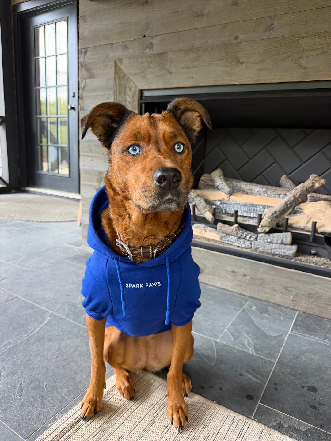 Customer photo review of Essential Dog Hoodie - Midnight Blue