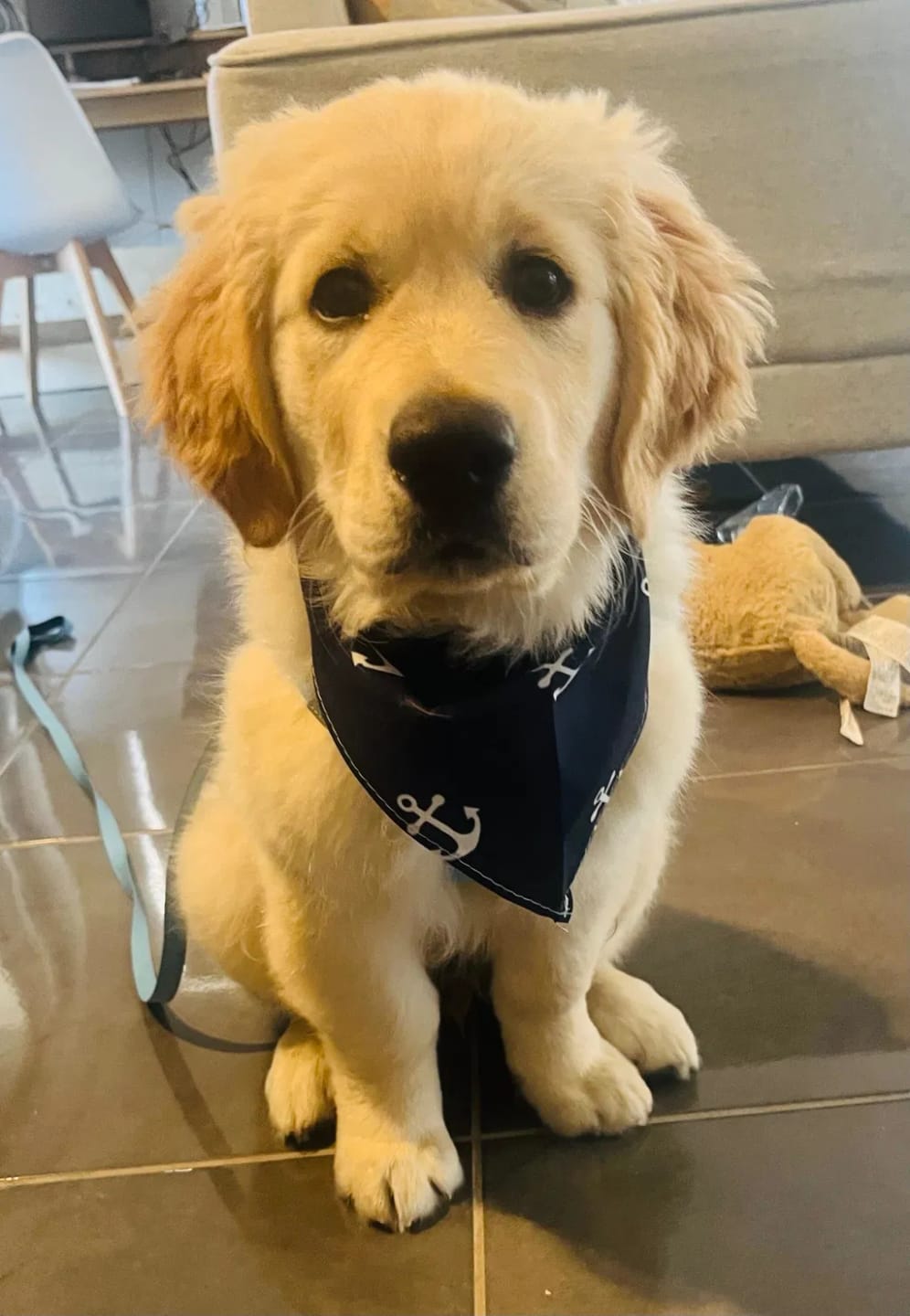 Customer photo review of PawWipe – Badet din hund faktiskt gillar