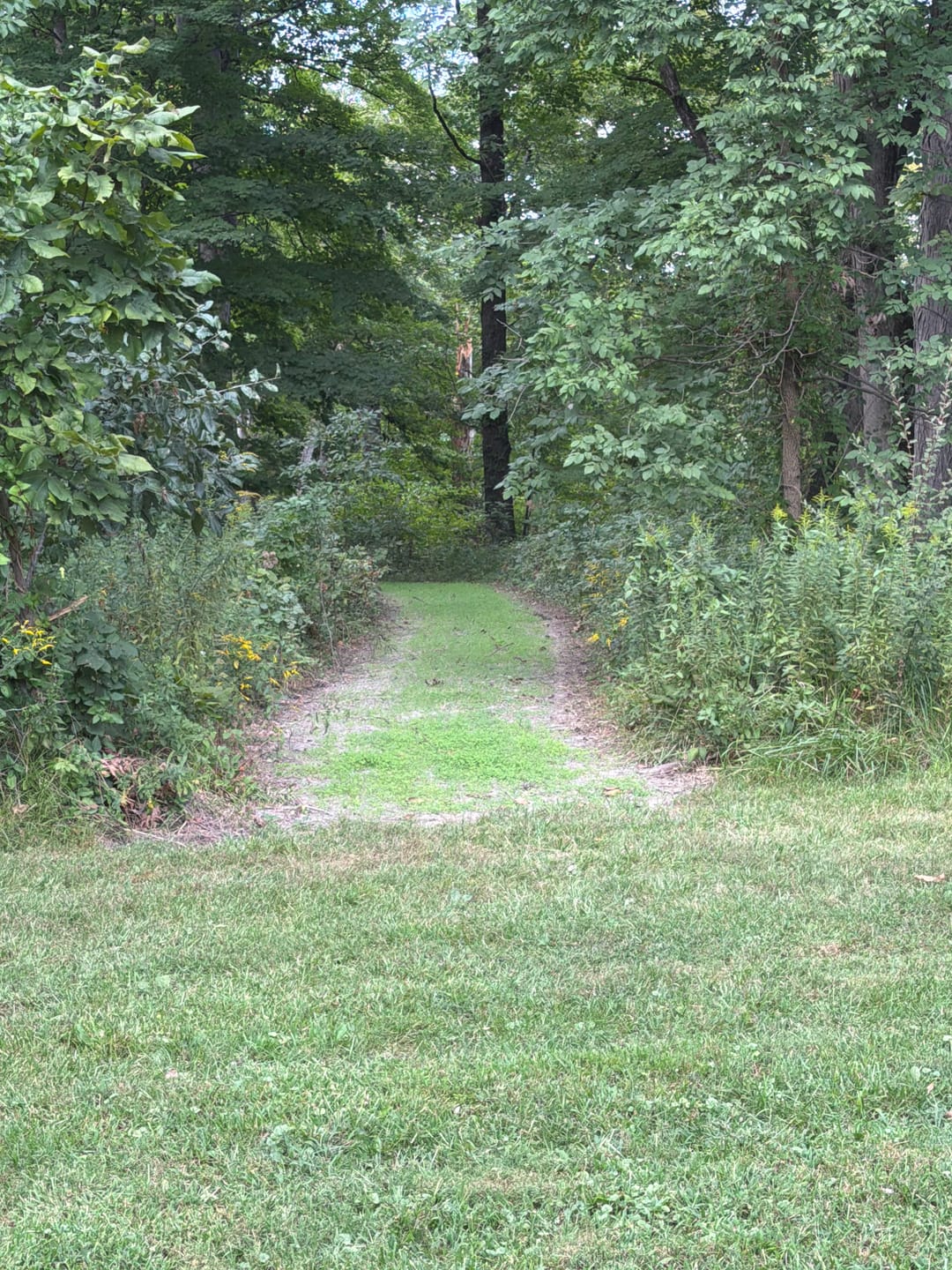 Customer photo review of Whitetail Hill Clover
