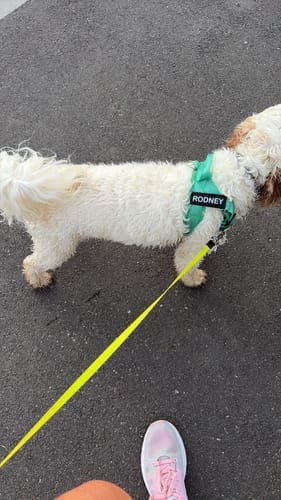 Customer photo review of TragPet Anti-Zug Hundegeschirr