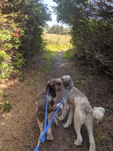 Customer photo review of Double Leash — Walk Two Dogs, One Leash