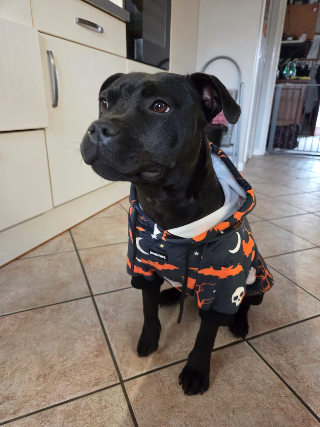 Customer photo review of Halloween Dog Hoodie - Black