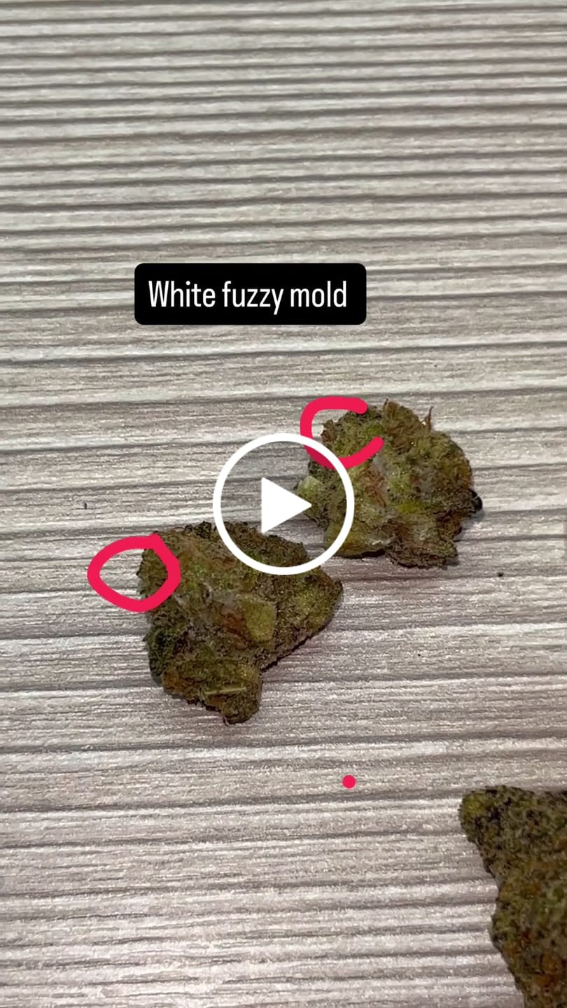 Customer video review of Bubba Kush | THCA Flower