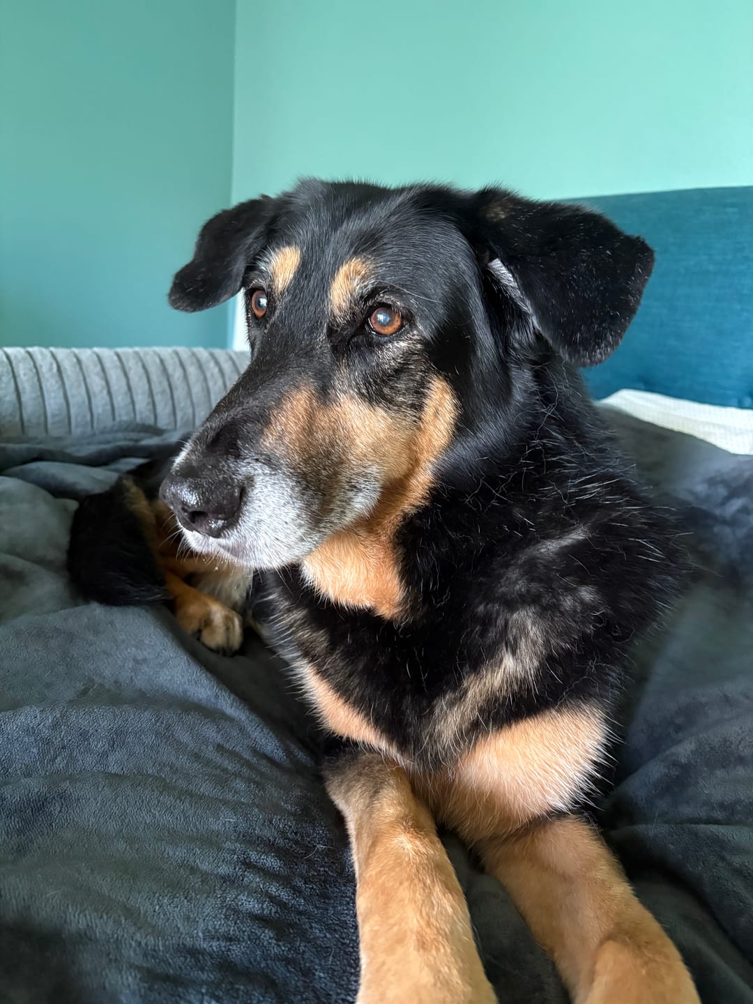 Customer photo review of Bark-Less Bites