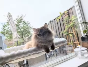 Customer photo review of Cat Hammock