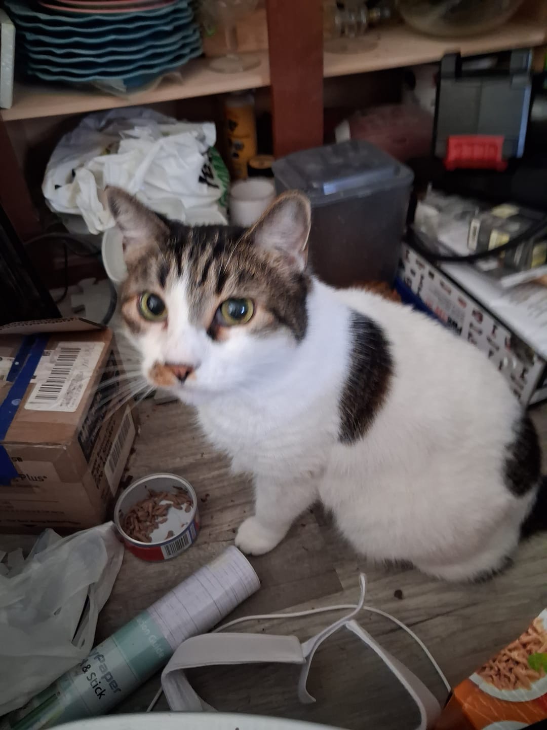 Customer photo review of 1x - Blisso Advanced Cat Probiotic