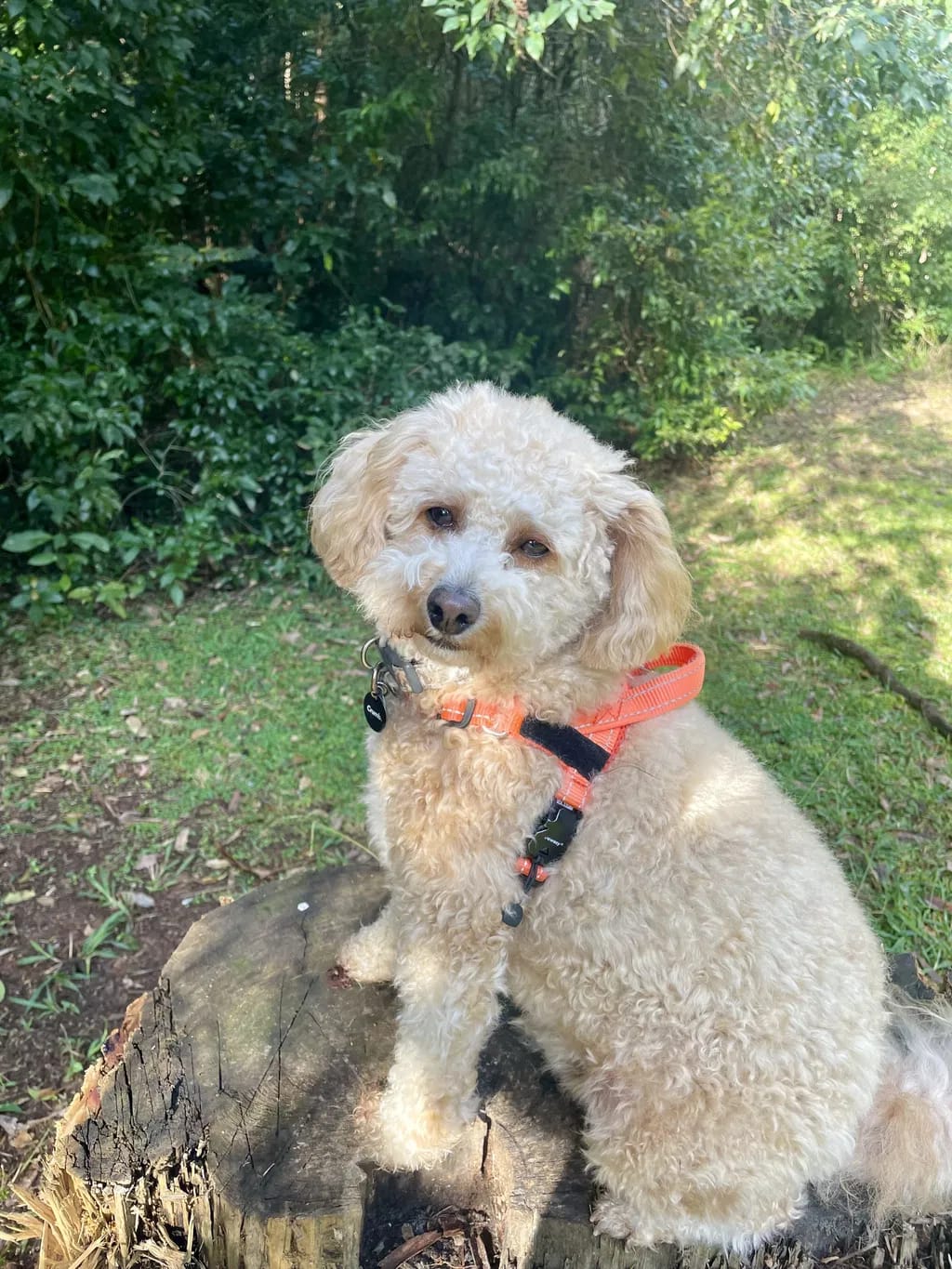 Customer photo review of PawWipe – Badet din hund faktiskt gillar