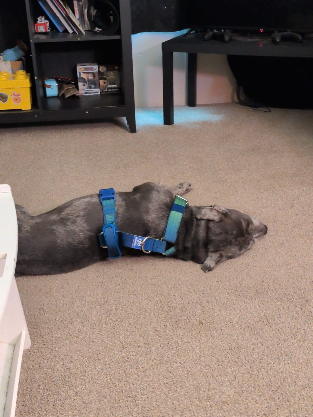 Customer photo review of Comfort Control No-Pull Dog Harness and Multipurpose Leash Set - Pastel Icing