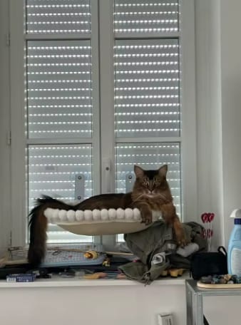 Customer photo review of Cat Hammock