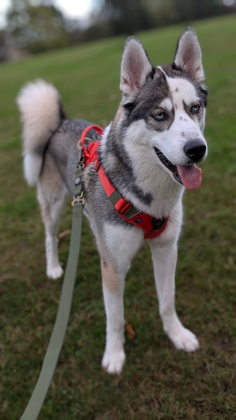 Customer photo review of Anti Pull Hurricane Harness Lighter | With Handle - Burnt Orange X Khaki