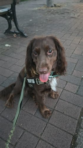 Customer photo review of TragPet Anti-Zug Hundegeschirr