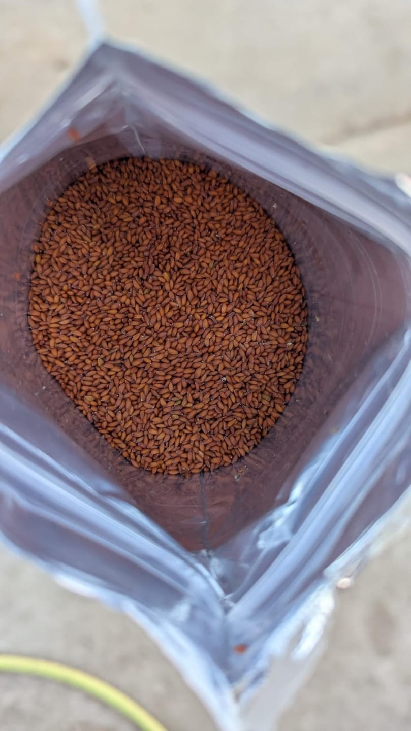 Customer photo review of Nutri Glow Garden Cress (Halim Seeds) – 250g | Ready to Eat