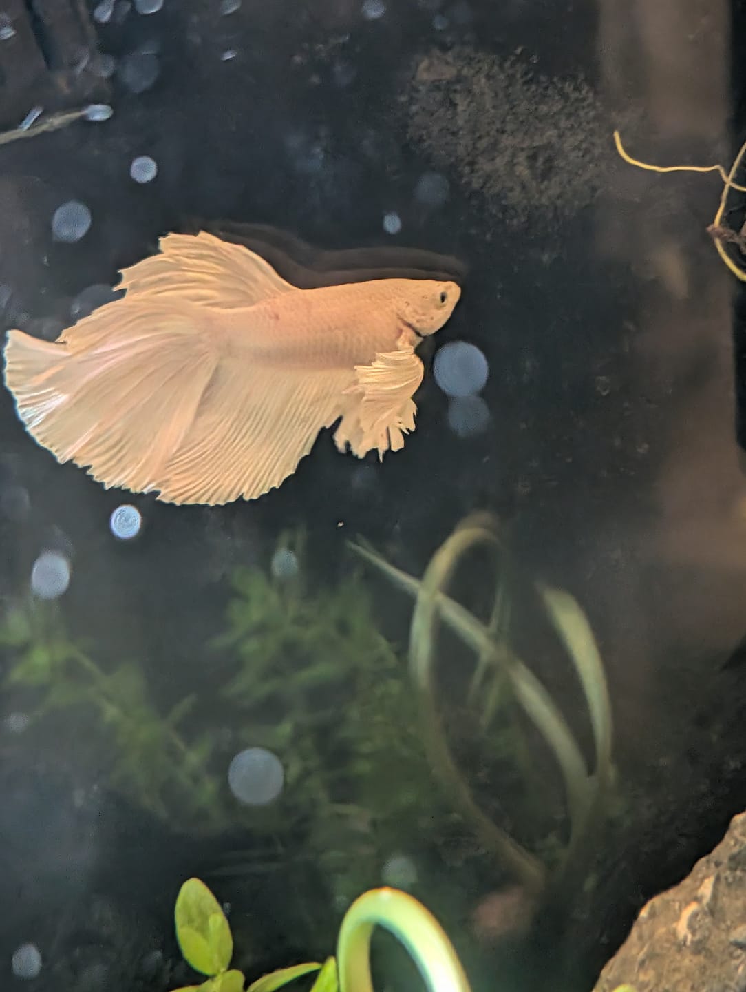 Customer photo review of Super White Dumbo Ear Halfmoon Male Betta Fish