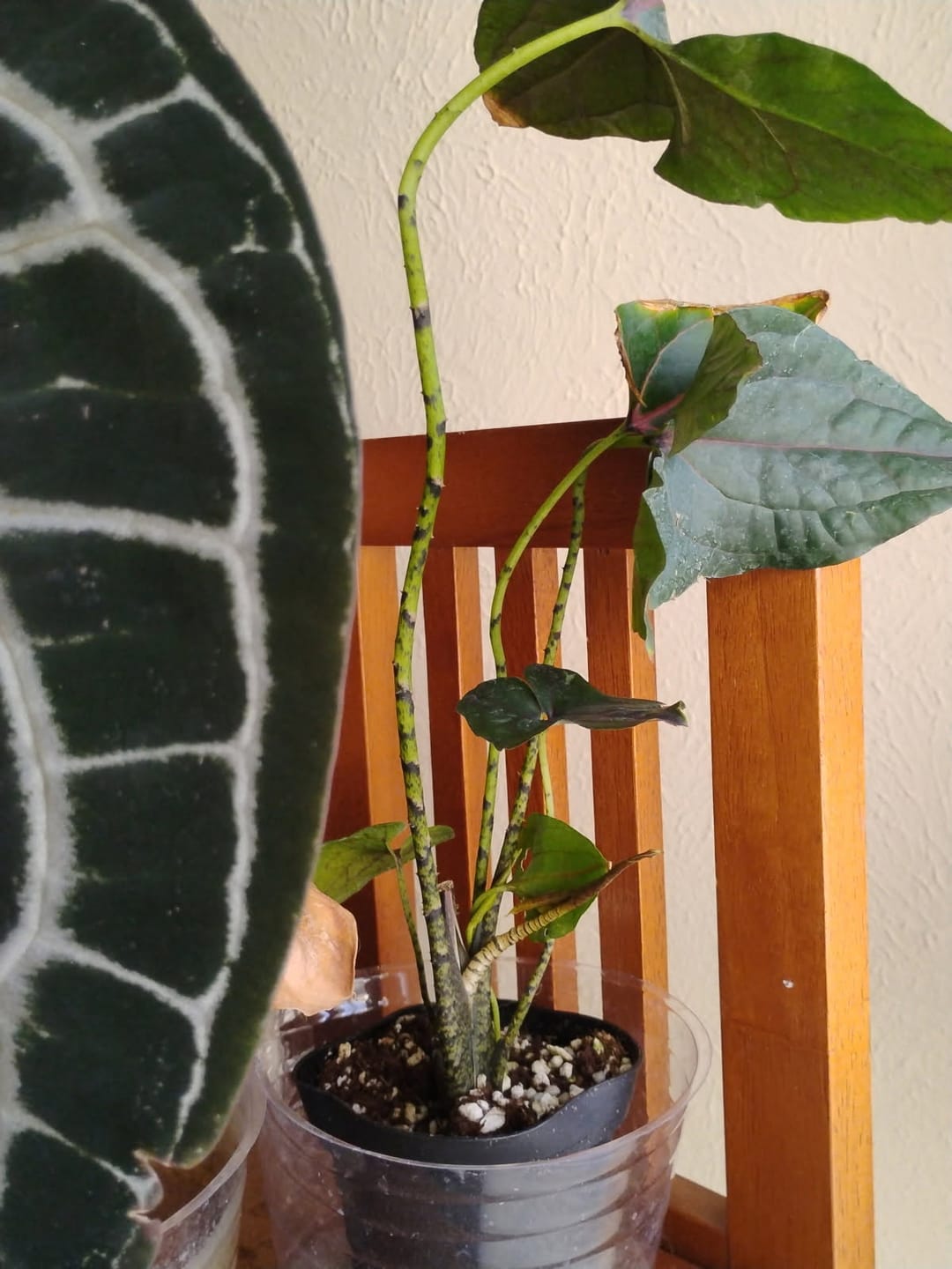 Customer photo review of Cyrtosperma johnstonii