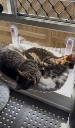 Customer photo review of Cat Hammock
