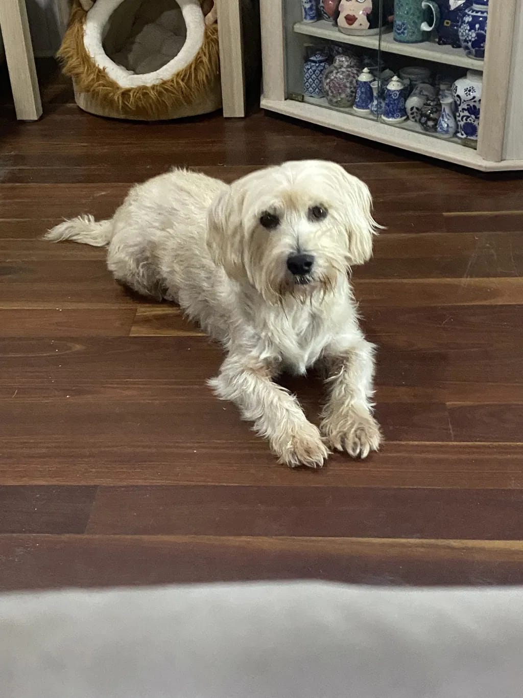 Customer photo review of PawWipe – Badet din hund faktiskt gillar