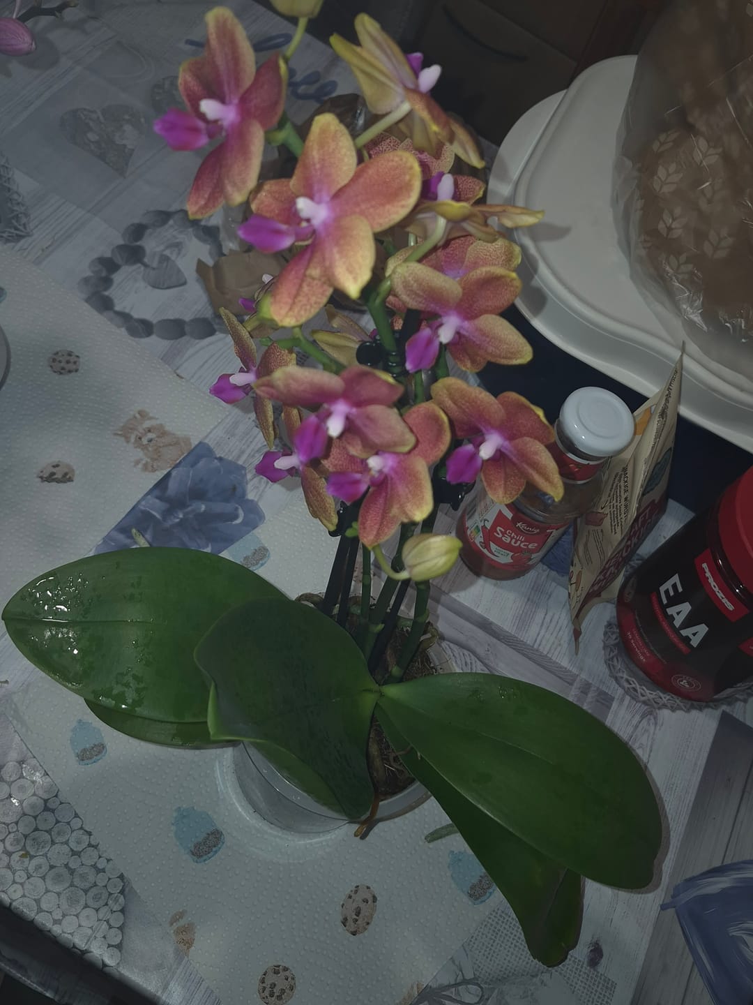 Customer photo review of Phalaenopsis Duftorchidee Bolgheri mit orangen Blüten und 3 Rispen