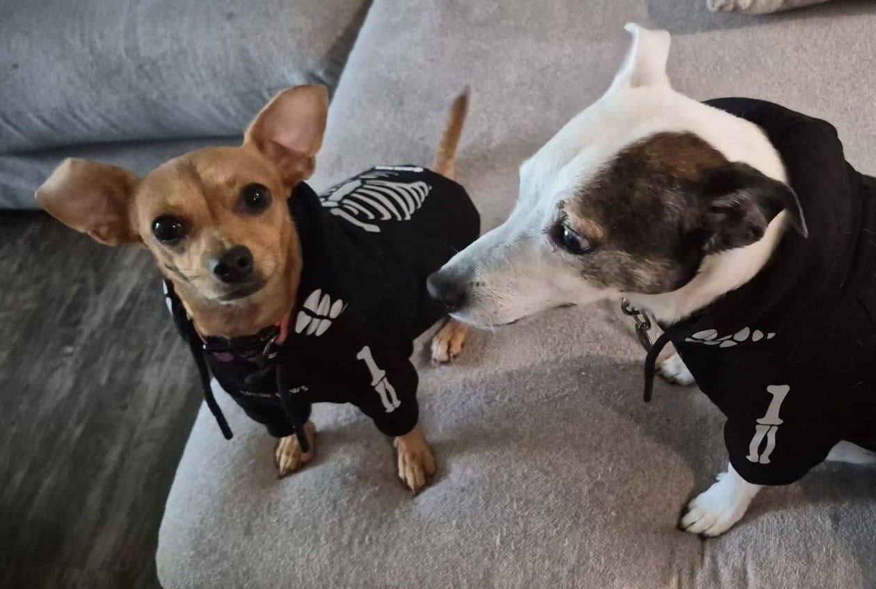 Customer photo review of Halloween Dog Hoodie - Reflective Skeleton
