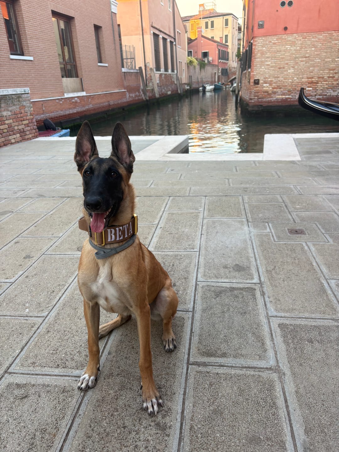Customer photo review of Collare Crime 5cm