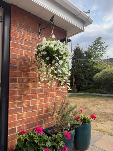 Customer's white Outdoor Hanging Petunia Basket mounted on a red brick wall, next to other potted plants.