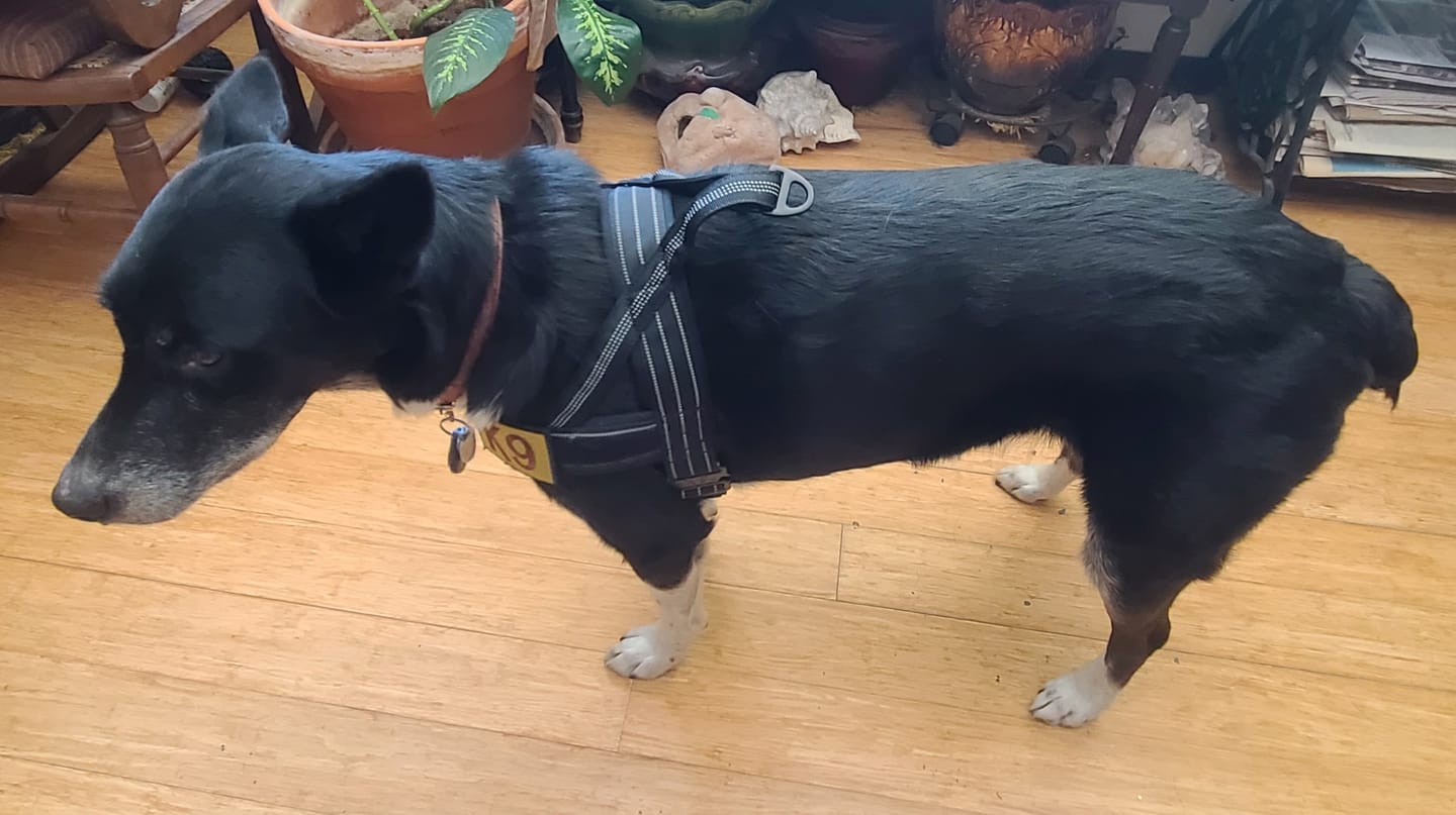 Customer photo review of NEW Team K9® Lightweight Personalized No Pull Dog Harness