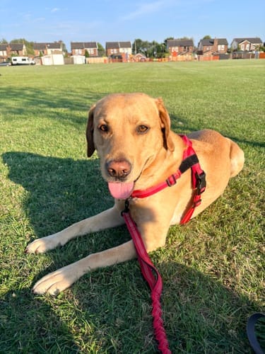 Customer photo review of TragPet Anti-Zug Hundegeschirr