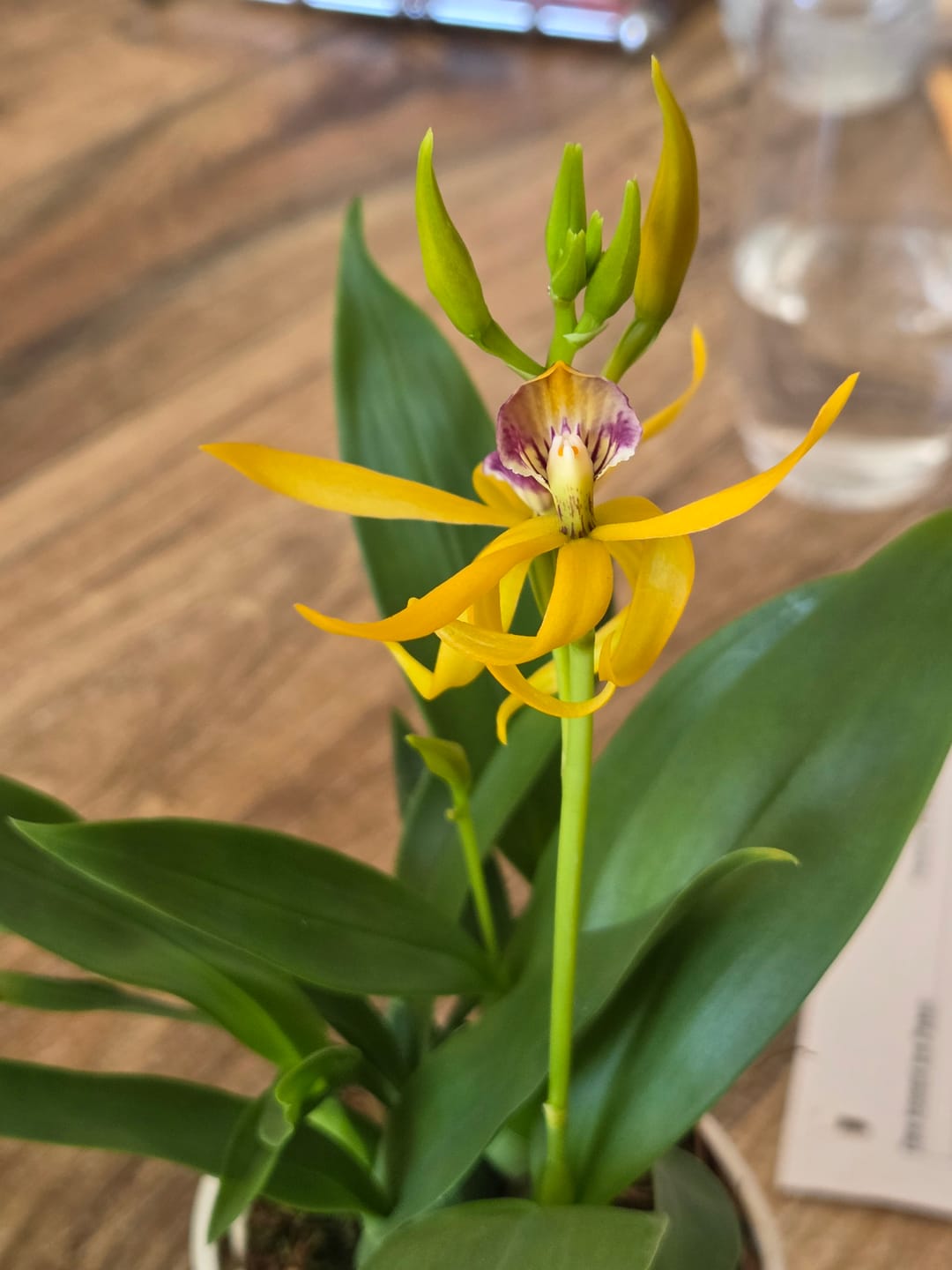 Customer photo review of Encyclia Jasper mit orange-gelben Blüten und 1+ Rispen