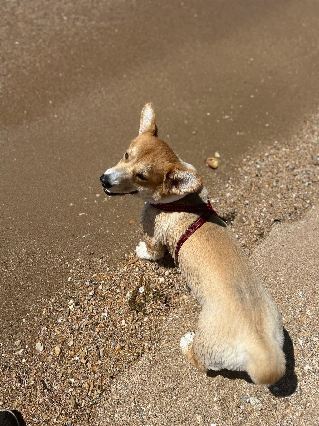 Customer photo review of PawWipe – Badet din hund faktiskt gillar