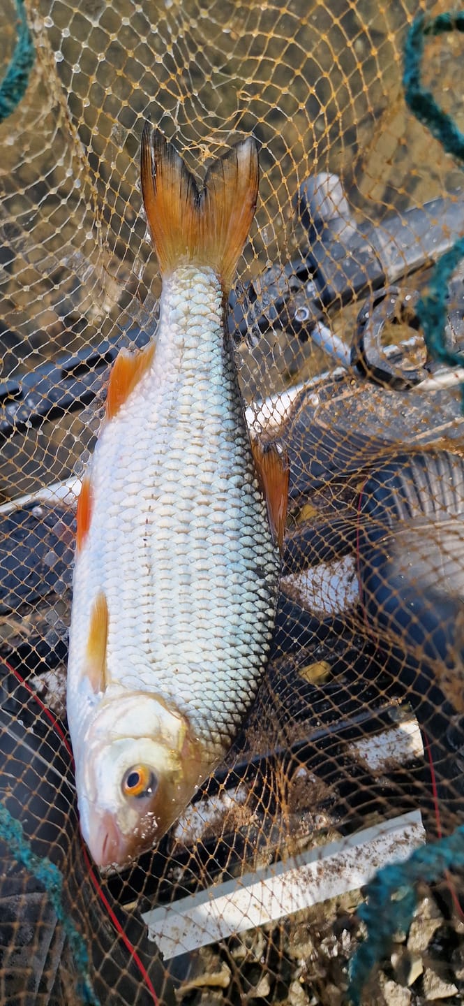Customer photo review of NATURAL GROUNDBAIT -  BLACK MAGIC 1kg