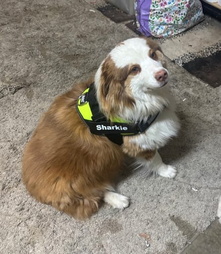 Customer photo review of Dogshood ™ No Pull Harness