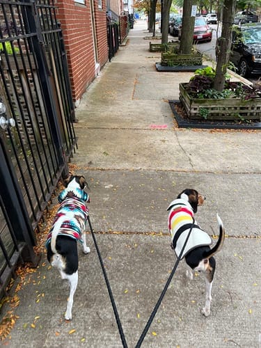 Customer photo review of Double Leash — Walk Two Dogs, One Leash
