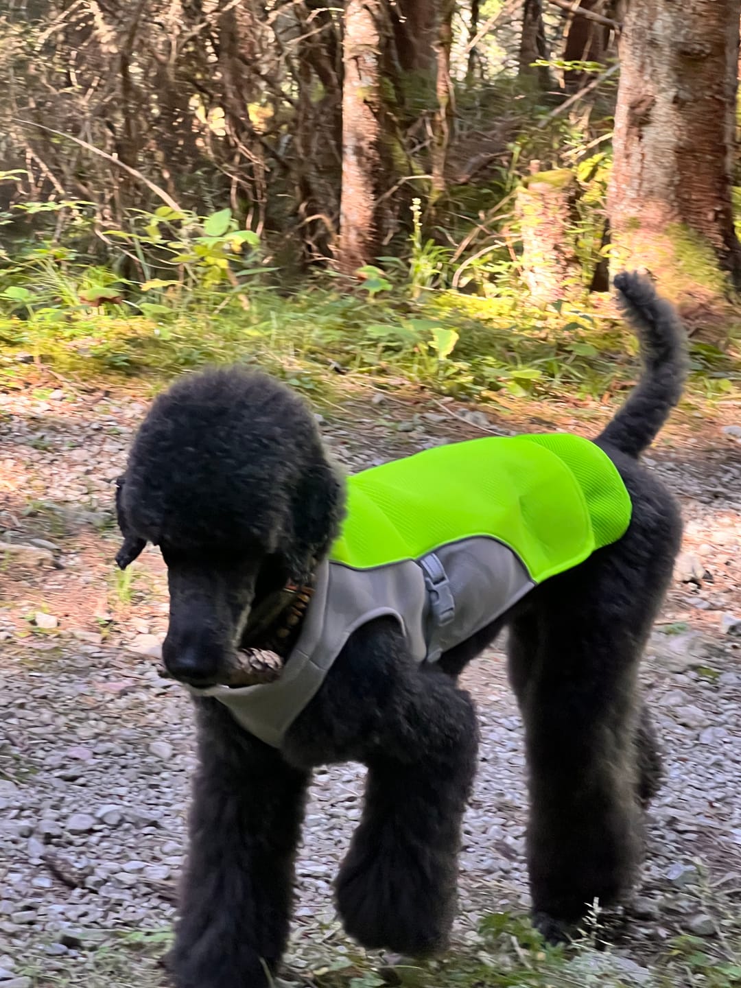 Customer photo review of Kühlweste für Hunde – atmungsaktiv & verstellbar