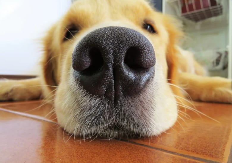 Customer photo review of Pawtiva™ Protección Natural contra Pulgas y Garrapatas hasta por 12 Meses