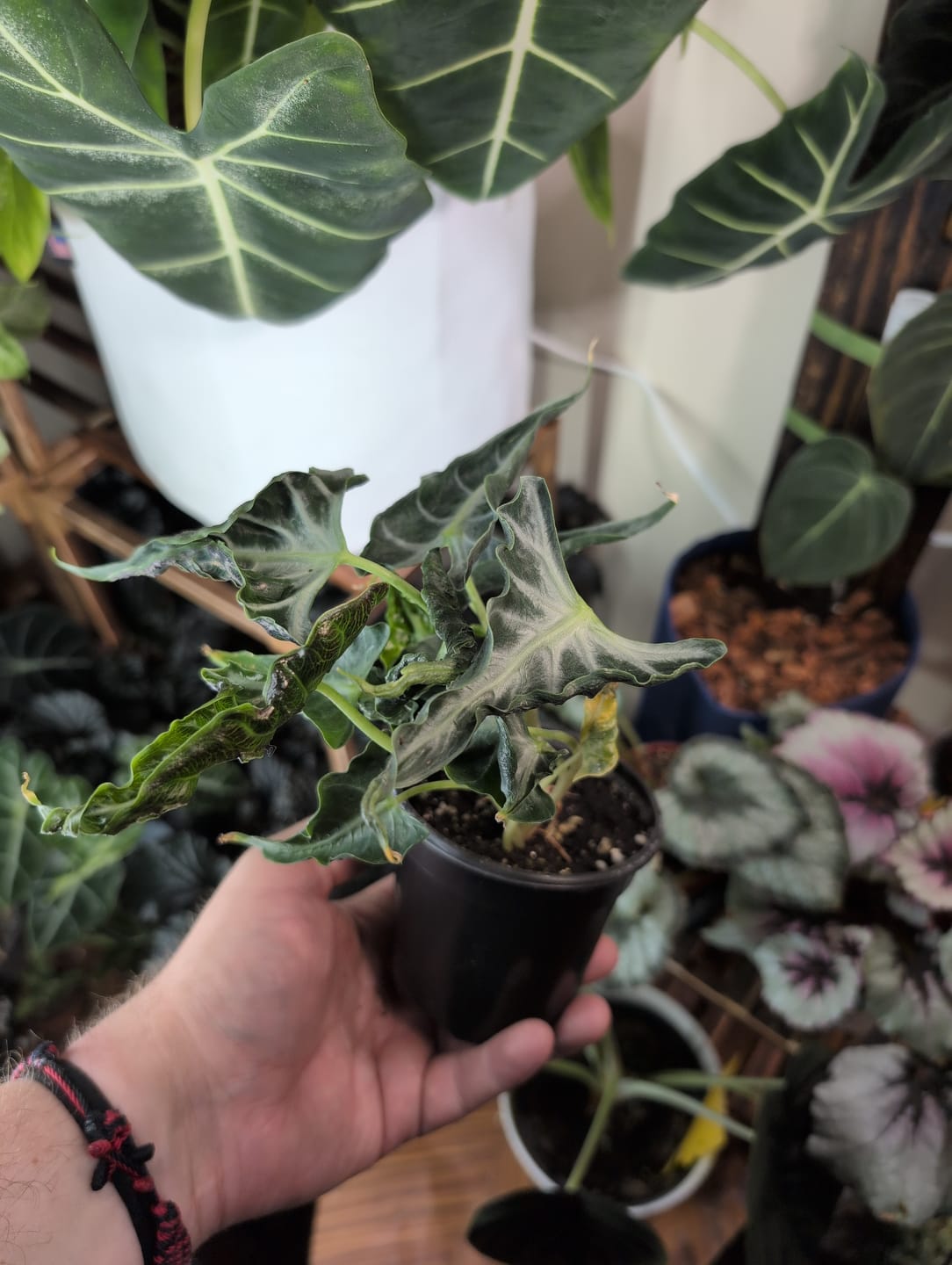 Customer photo review of Alocasia ‘Loco’