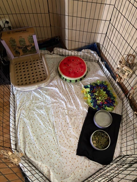 Customer photo review of Subscription - BunnyDad WaffleTray Refill Kit for BunnyLet