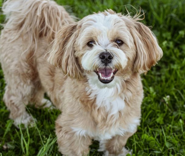 Customer photo review of Pawtiva™ Protección Natural contra Pulgas y Garrapatas hasta por 12 Meses