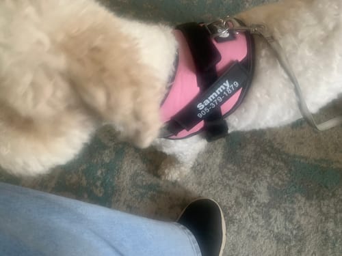 Customer photo review of Dogshood ™ No Pull Harness