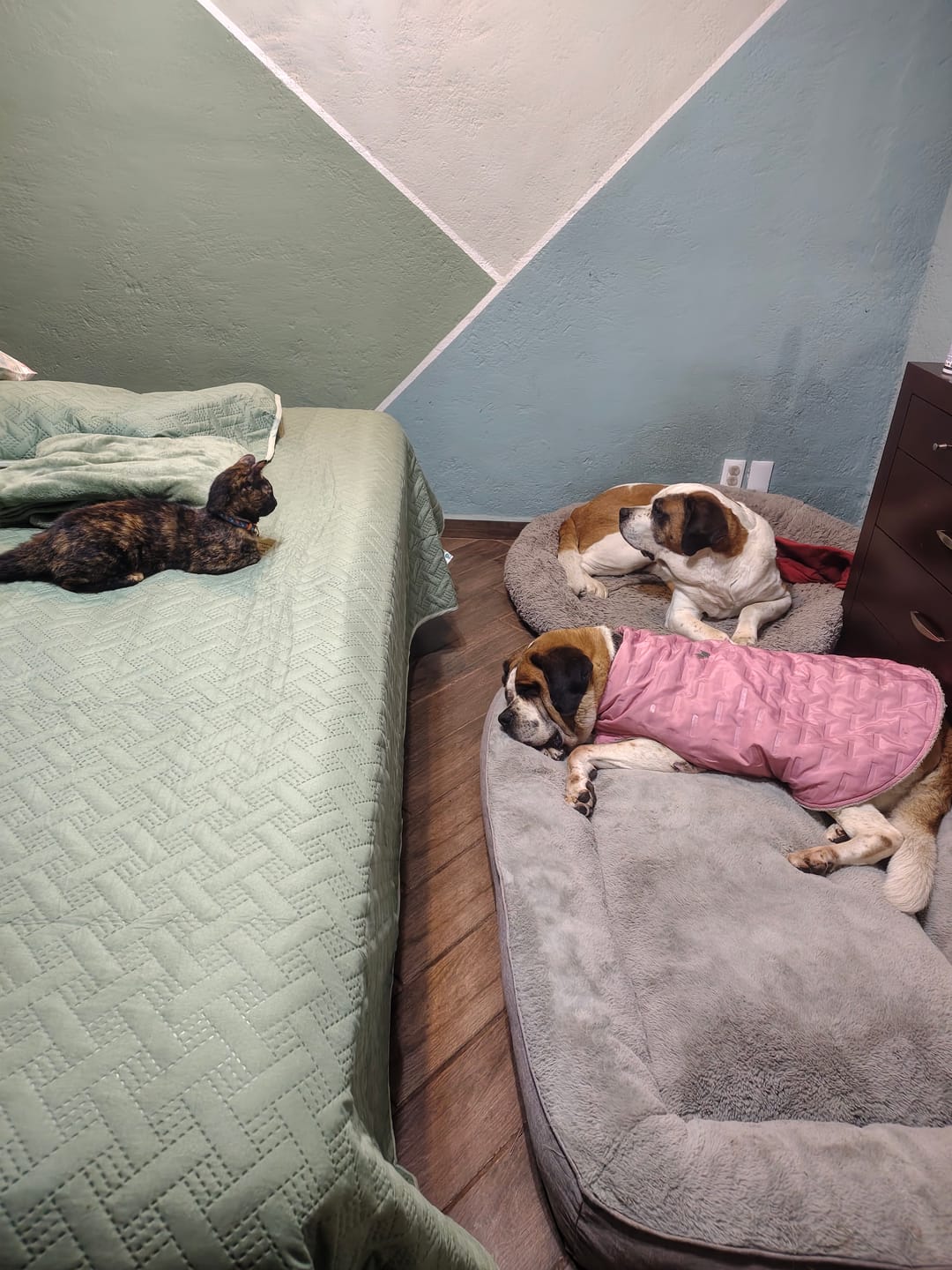 Customer photo review of Cama Sofá para Perros