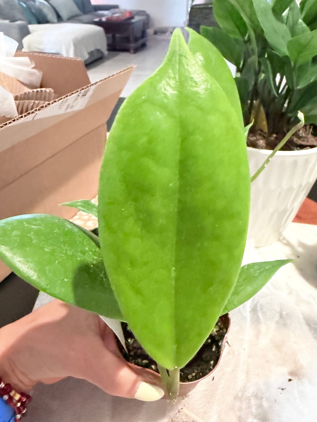 Customer photo review of Hoya incrassata