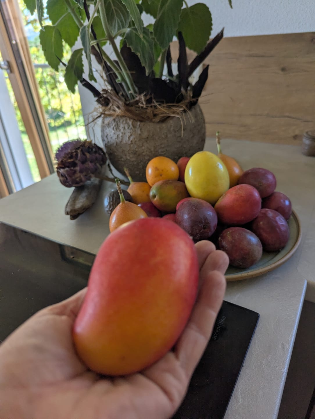Customer photo review of Baby-Mango Irwin Bio von Julian