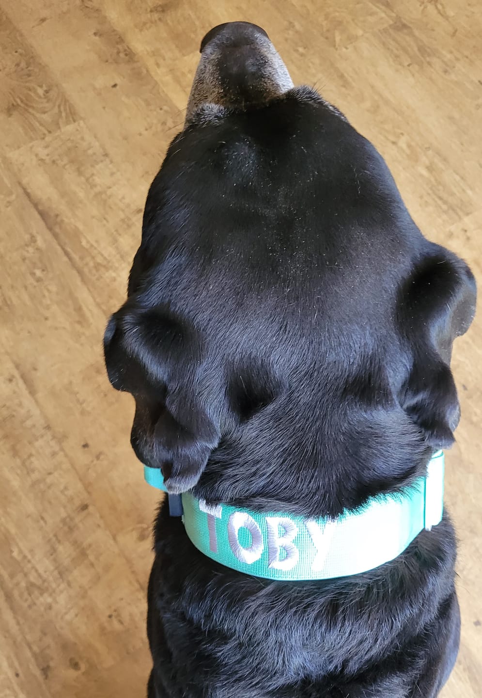 Customer photo review of Collare Crime 5cm
