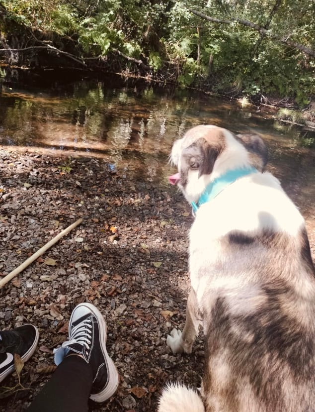 Customer photo review of Pawtiva™ Protección Natural contra Pulgas y Garrapatas hasta por 12 Meses