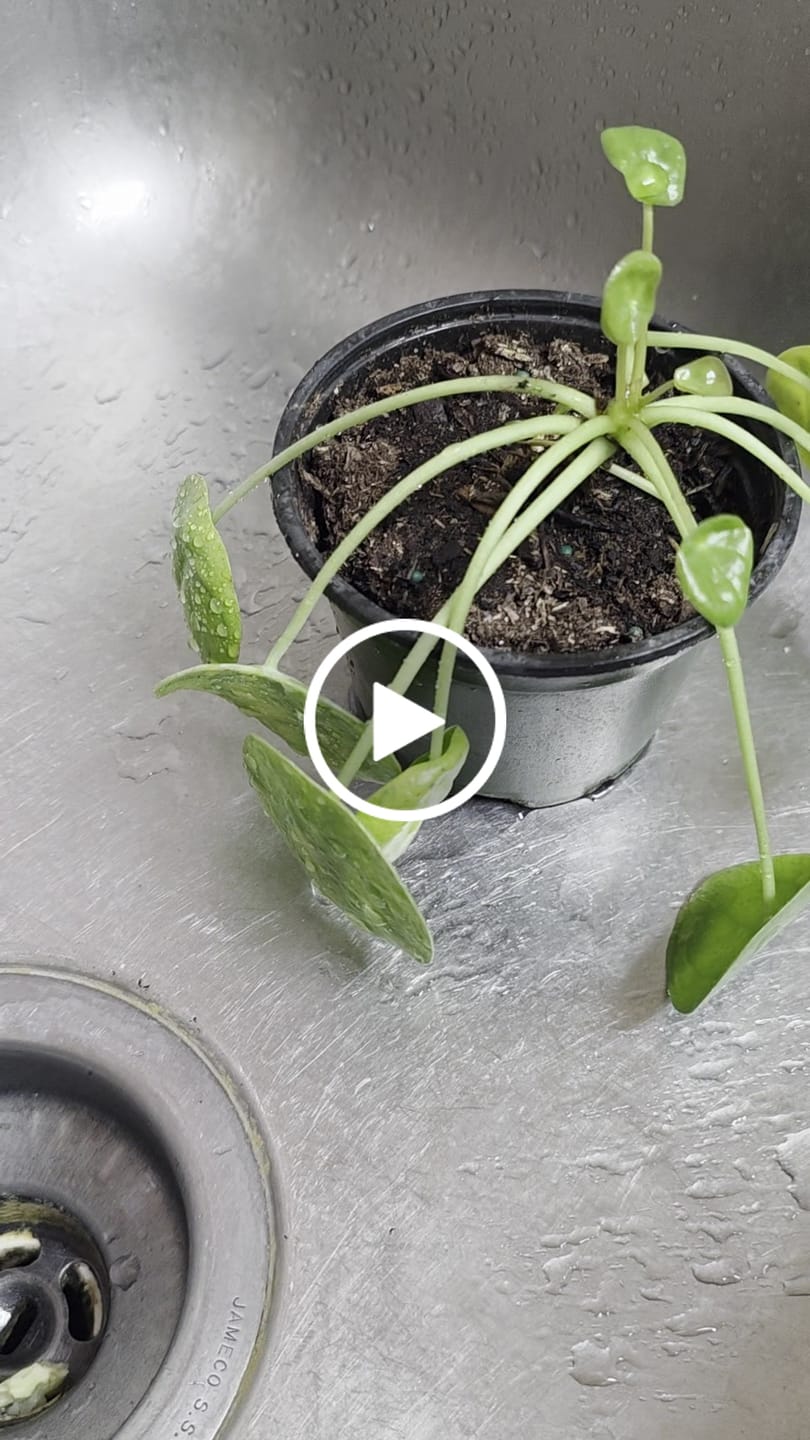 Customer video review of Chinese Money Plant in a 4" Grow Pot - Pilea Peperomioides - Money Plant - Low Light Indoor Houseplants - Lucky Coin Plant - Air Purifier