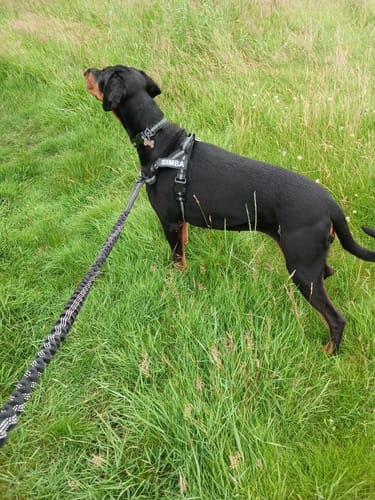 Customer photo review of TragPet Anti-Zug Hundegeschirr