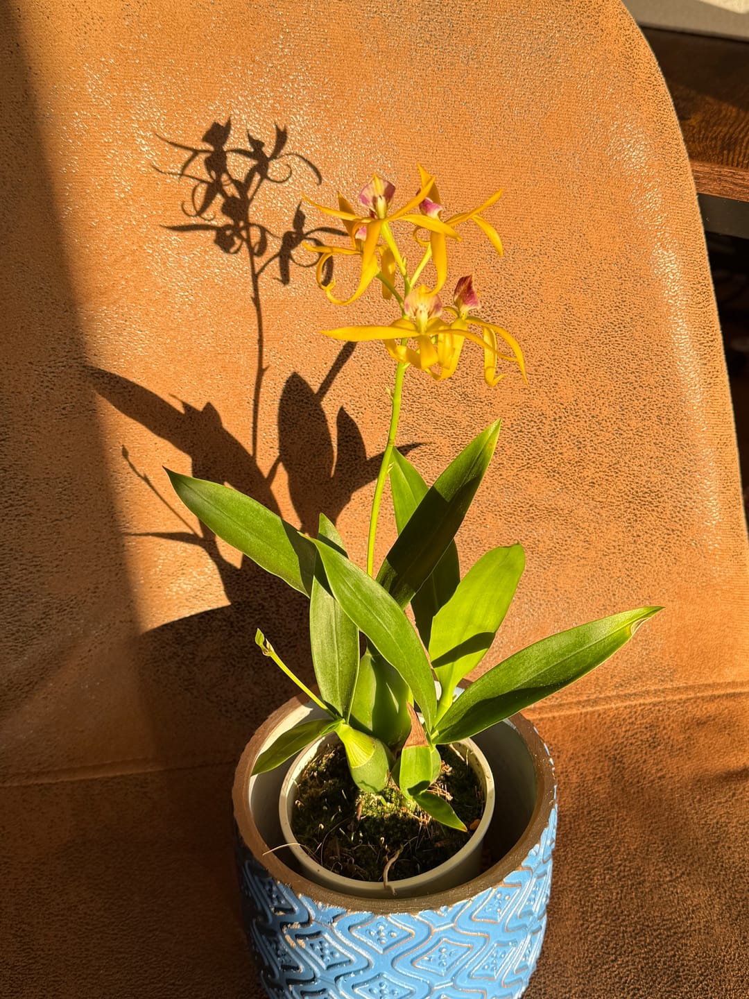 Customer photo review of Encyclia Jasper mit orange-gelben Blüten und 1+ Rispen