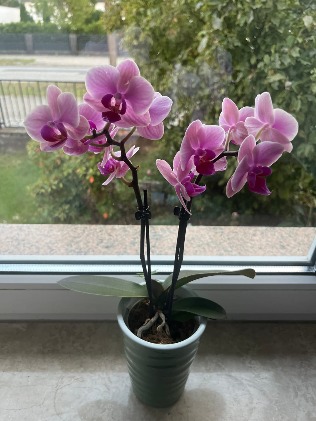 Customer photo review of Übertopf Wave Vase in verschiedenen Farben (9cm Töpfe)
