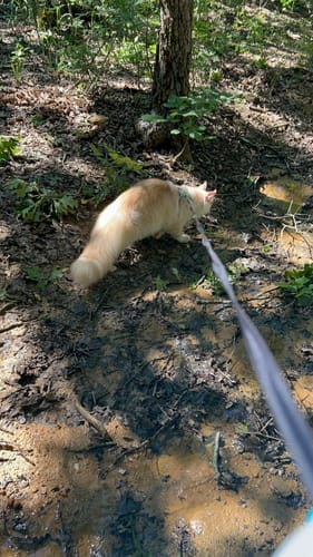 Customer photo review of Retractable Dog Leash